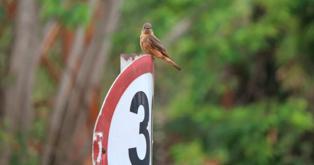 What Bird Are You?